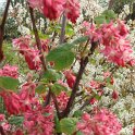 Ribes sanguineum 'Pursh' fleur P20